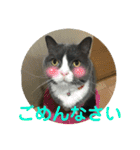 犬猫三昧➓（個別スタンプ：2）