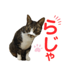 犬猫三昧➓（個別スタンプ：3）