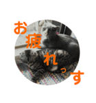 犬猫三昧➓（個別スタンプ：4）