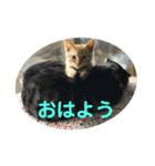 犬猫三昧➓（個別スタンプ：5）