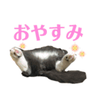 犬猫三昧➓（個別スタンプ：6）