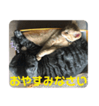 犬猫三昧➓（個別スタンプ：7）