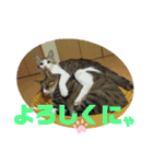 犬猫三昧➓（個別スタンプ：9）