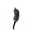 犬猫三昧➓（個別スタンプ：10）