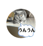 犬猫三昧➓（個別スタンプ：11）