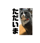 犬猫三昧➓（個別スタンプ：12）