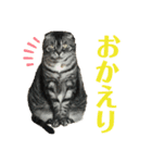 犬猫三昧➓（個別スタンプ：13）