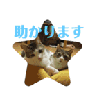 犬猫三昧➓（個別スタンプ：14）