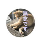 犬猫三昧➓（個別スタンプ：15）