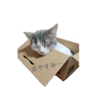 犬猫おもしろスタンプ（個別スタンプ：1）