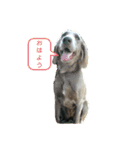 犬猫おもしろスタンプ（個別スタンプ：2）