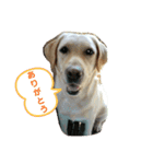 犬猫おもしろスタンプ（個別スタンプ：3）