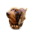 犬猫おもしろスタンプ（個別スタンプ：4）