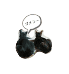 犬猫おもしろスタンプ（個別スタンプ：6）