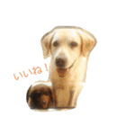 犬猫おもしろスタンプ（個別スタンプ：7）