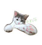 犬猫おもしろスタンプ（個別スタンプ：11）