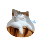 犬猫おもしろスタンプ（個別スタンプ：12）