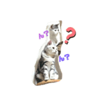 犬猫おもしろスタンプ（個別スタンプ：13）