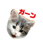 犬猫おもしろスタンプ（個別スタンプ：14）