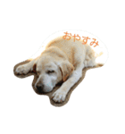 犬猫おもしろスタンプ（個別スタンプ：15）