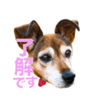古民家のかわいいみんなたち（個別スタンプ：1）