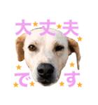 古民家のかわいいみんなたち（個別スタンプ：7）
