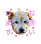古民家のかわいいみんなたち（個別スタンプ：8）