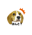 beagle fumi ビーグルふみさんのスタンプ（個別スタンプ：10）