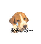 beagle fumi ビーグルふみさんのスタンプ（個別スタンプ：17）
