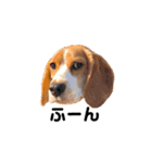 beagle fumi ビーグルふみさんのスタンプ（個別スタンプ：18）