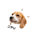 beagle fumi ビーグルふみさんのスタンプ（個別スタンプ：20）