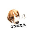 beagle fumi ビーグルふみさんのスタンプ（個別スタンプ：25）