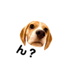 beagle fumi ビーグルふみさんのスタンプ（個別スタンプ：31）
