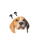 beagle fumi ビーグルふみさんのスタンプ（個別スタンプ：32）