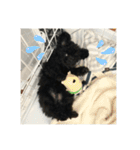 黒トイプーのチップくん②（個別スタンプ：7）