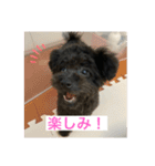 黒トイプーのチップくん②（個別スタンプ：9）