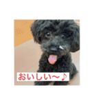 黒トイプーのチップくん②（個別スタンプ：11）
