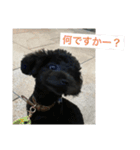 黒トイプーのチップくん②（個別スタンプ：12）