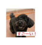 黒トイプーのチップくん②（個別スタンプ：13）