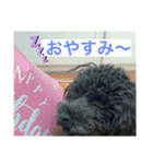 黒トイプーのチップくん②（個別スタンプ：14）