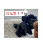 黒トイプーのチップくん②（個別スタンプ：16）