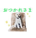 doog doog doog 02（個別スタンプ：4）