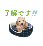 doog doog doog 02（個別スタンプ：7）