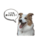 Rui  stamp  2（個別スタンプ：8）
