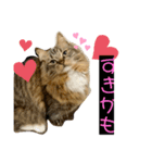 短足マンチカンのクリスタちゃん♀4（個別スタンプ：1）