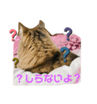 短足マンチカンのクリスタちゃん♀4（個別スタンプ：4）