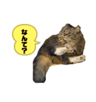 短足マンチカンのクリスタちゃん♀4（個別スタンプ：5）