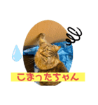 短足マンチカンのクリスタちゃん♀4（個別スタンプ：6）