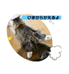 短足マンチカンのクリスタちゃん♀4（個別スタンプ：8）