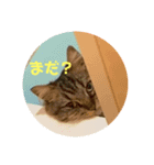 短足マンチカンのクリスタちゃん♀2（個別スタンプ：3）